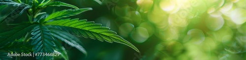 close up of cannabis plant with green background banner Generative AI