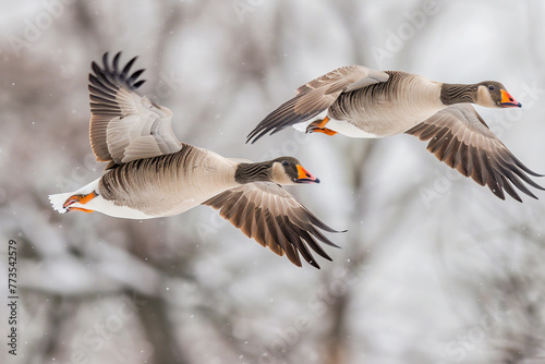 Above the nature reserve, birds. Flying greylag geese.