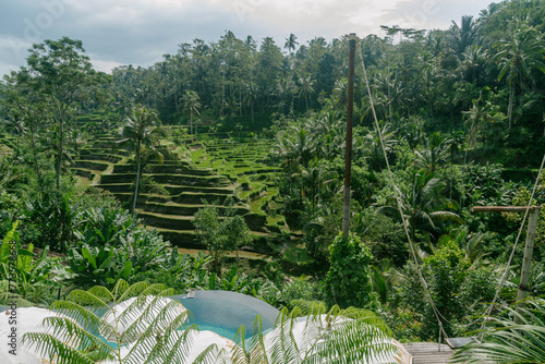 Rice fields of Tegalaland near Ubud, Bali, Indonesia.
