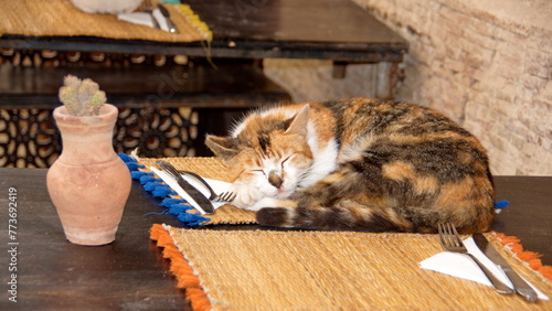 Cat sitting on a table in a restaurante in the medina, in Essaouira, Morocco