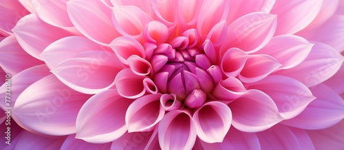 Pink bloom with a prominent and sizable center surrounded by delicate petals in a vibrant botanical setting