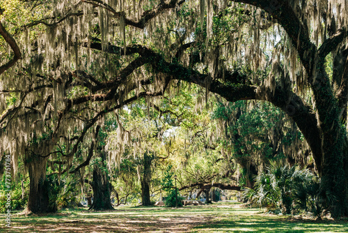 Giant oak trees with Spanish moss in City Park, New Orleans