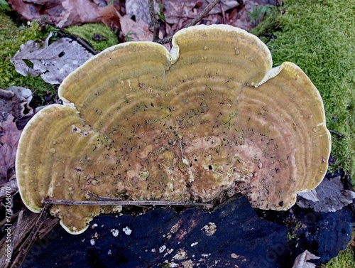 A large tree mushroom on a stump. Textures with poisonous mushrooms mosses and old rotten stump. The topic of gathering poisonous mushrooms in the spring in the forest.