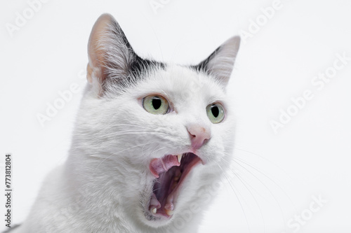 Biały kot domowy oblizuje pysk po jedzeniu 