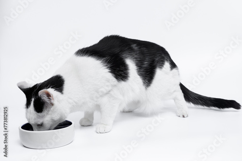 Kot pije mleko z porcelanowej miski