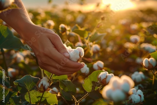 Farmer hand picking white boll of cotton. Cotton farm. Field of cotton plants. Sustainable and eco-friendly practice on a cotton farm. Organic farming. Raw material for textile, Generative AI