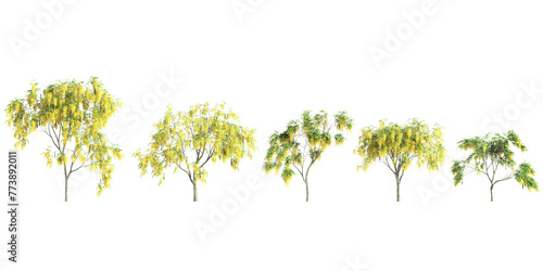 3d illustration of set Cassia fistula tree isolated on transparent background