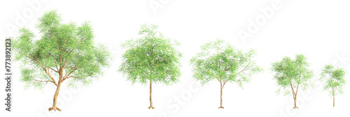 3d illustration of set Azadirachta indica tree isolated on transparent background