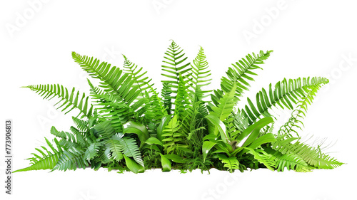 A lush jungle fern cluster, isolated on transparent background