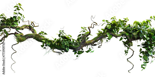 Jungle vines flowing on transparent background