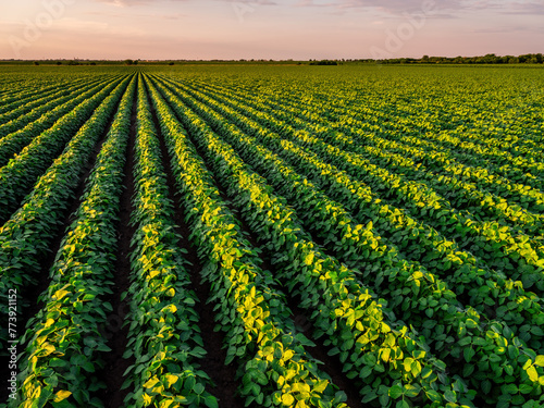 Vibrant soybean plants thriving in neat rows under the warm glow of the setting sun