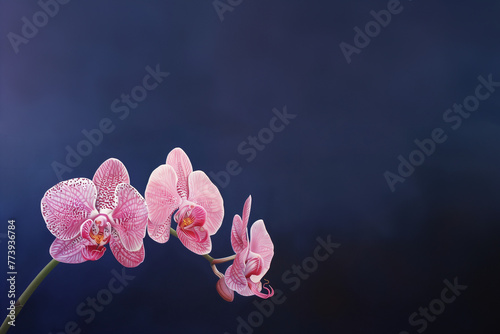 branche d'orchidée phalaénopsis, 3 fleurs de couleur rose, sur fond bleu dégradé et texturé avec espace négatif copy space.
