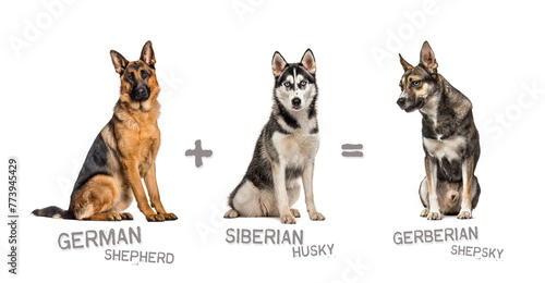 Illustration of a mix between two breeds of dog - German shepherd and Siberian Husky giving birth to a gerberian shepherd