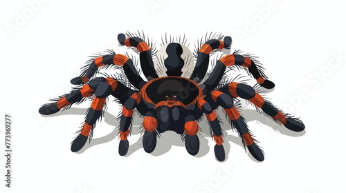 Cute tarantula cartoon on white background flat vector