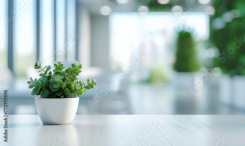 Green Succulent in Pot on Table Spacious Room