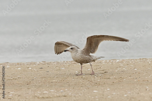 Junge Schwalbe - Strandgänger