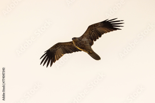 Whistling Kite (Bird of Prey) scavenging for food along 75 mile beach on K’gari (Fraser Island), Queensland, Australia