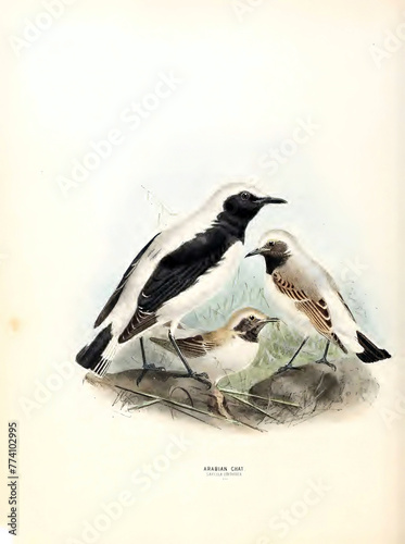 Illustration of black-throated thrushes near bushes on white background