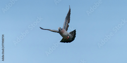 pigeon Colombin en vol