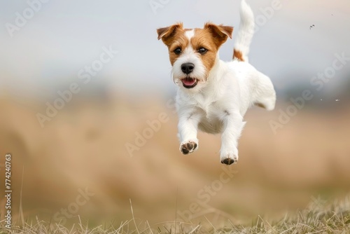 Small Jack Russell terrier dog jumping high in air, looks like flying