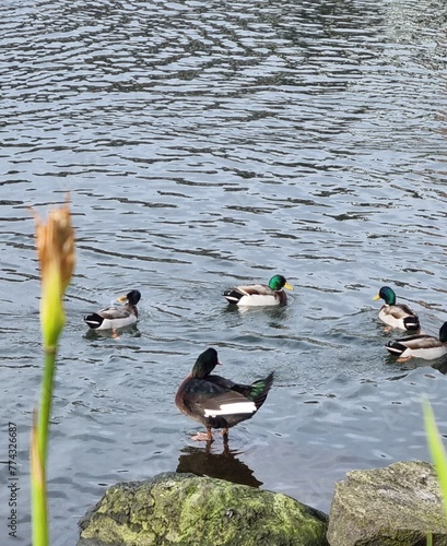 patos nadando en el borde del lago