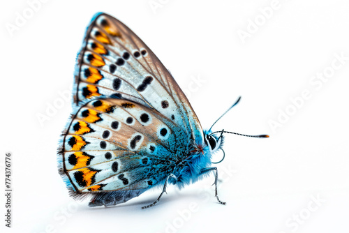 Beautiful blue copper butterfly isolated on a white background. Side view