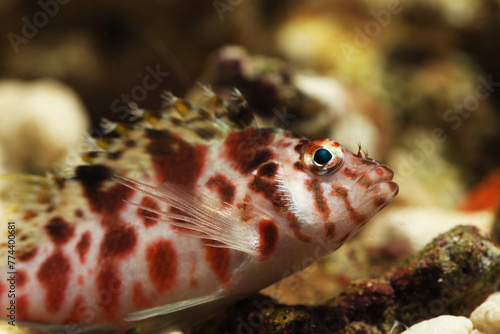 Blotch or spotted hawkfish (Cirrhitichthys aprinus)