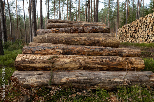 Las, wycinka drewna, ścięte drzewa, skłąd drewna w lesie. 