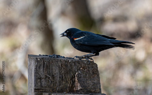 In Quebec's Île Saint-Bernard, a Red-winged Blackbird grasps a sunflower seed in its beak, perched on a broken tree.