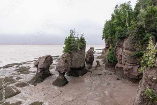 hauts rochers érodés en bord de mer lors d'une marée basse avec des arbres au sommet et une plage de sable