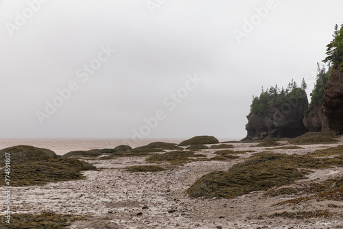 vue sur une plage avec de la boue et des roches recouvertes d'algues en bord de mer lors d'une journée ennuagée en temps de marée basse