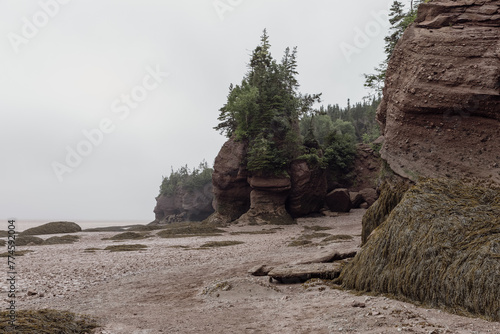 vue sur une plage avec des arbres verts et des grosses pierres ainsi que de la boue et des roches recouvertes d'algues en bord de mer lors d'une journée ennuagée en temps de marée basse
