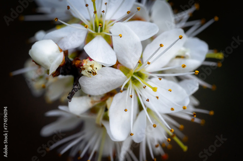 White flowers of the Prunus spinosa on a dark background