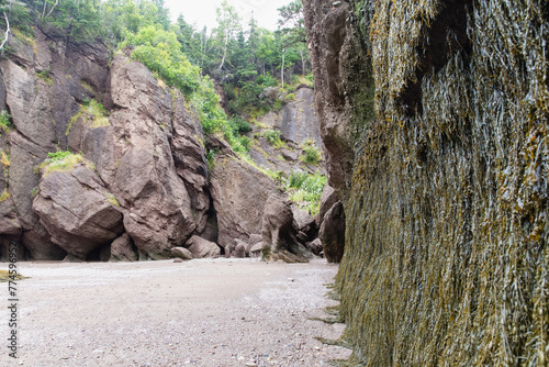 hauts rochers en bord de mer lors d'une marée basse avec des arbres au sommet et une plage de sable puis une façade de roche recouverte d'algue