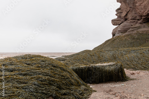 vue sur des roches recouvertes d'algues vertes en bord de mer lord d'une journée ennuagée en été