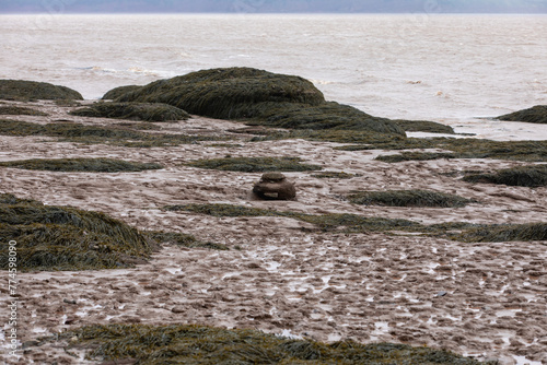 vue sur une plage avec de la boue et des roches recouvertes d'algues en bord de mer lors d'une journée ennuagée en marée basse