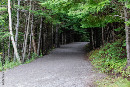 vue sur un chemin pavé un peu courbé dans une forêt avec des arbres au feuillage vert en été 
