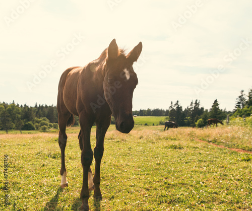 Un jeune cheval à poil brun dans un champ avec du gazon vert en été lors d'une soirée ensoleillée