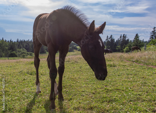 Un jeune cheval à poil brun dans un champ avec du gazon vert en été lors d'une journée ensoleillée