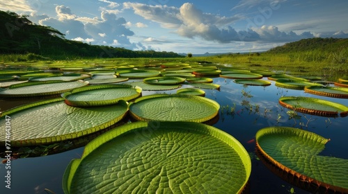 Giant water lilies (Victoria amazonica) on a pond at sunset