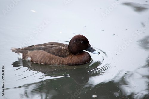 The Hardhead also White-eyed Duck has a brown body and white underside. It has a white eye and blue tip on its bill