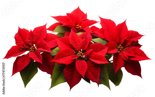 A vibrant cluster of red poinsettias intertwined with lush green leaves