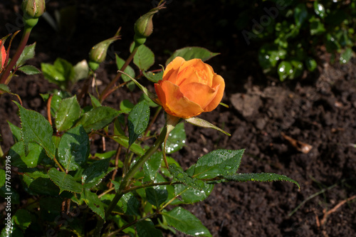 Scarlet roses with water droplets. Rose flower "Super Trouper" with drops on the background