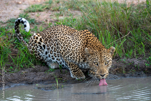 Leopard at the waterhole