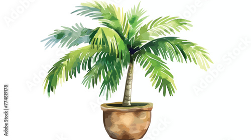 Palm tree in a pot on an isolated white background