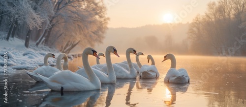 White swans gather on the lake looking for food. selective focus