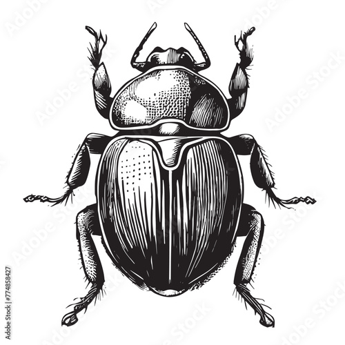 Scarab - Classic Drawn Ink Illustration Isolated on White Background