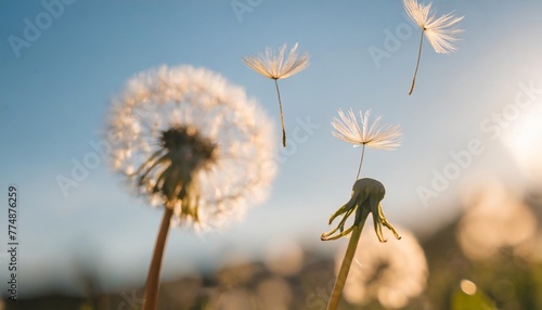 dandelion seeds flying next to a flower on a blue background botany and the nature of flowers