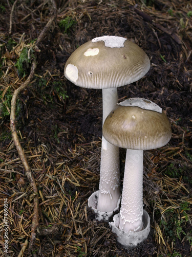 Two Grisette Amanita mushrooms (Amanita vaginata)