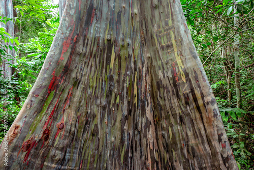 The Leda tree which has a distinctive green striped color contains essential oils